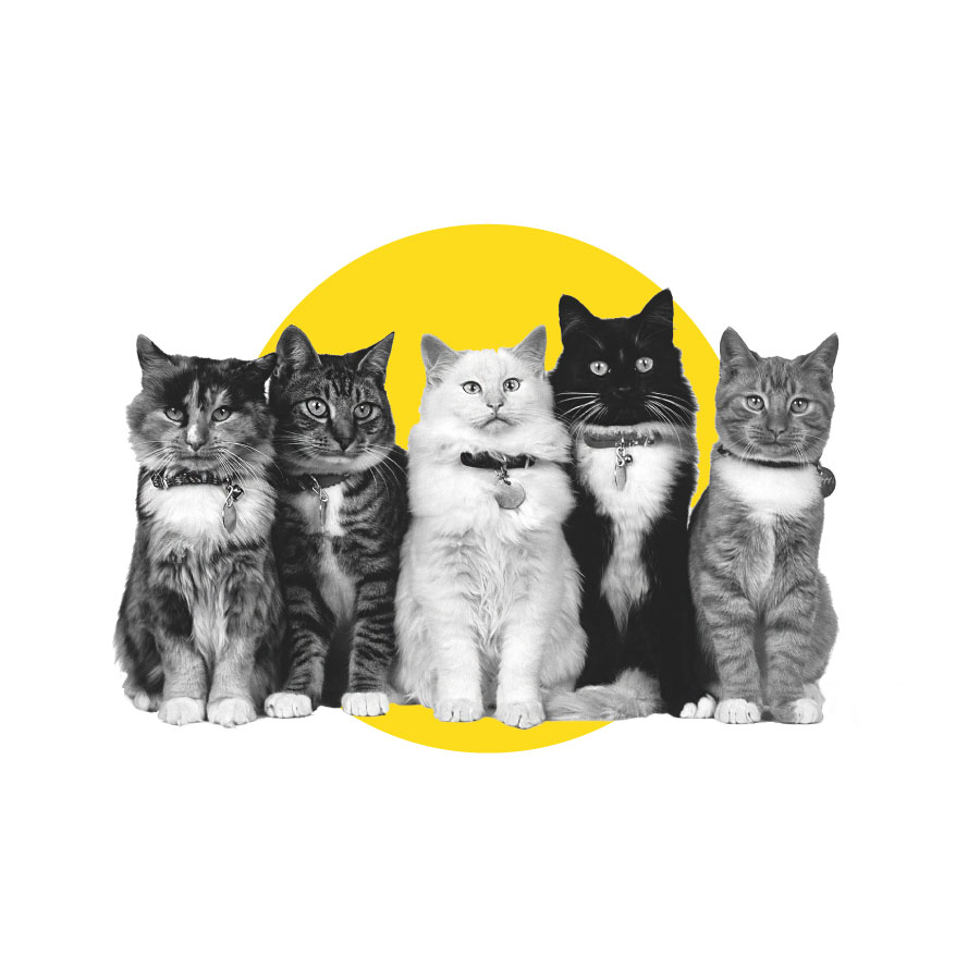 Cinque gatti diversi che fissano chi guarda la pagina, immagine in biano e nero